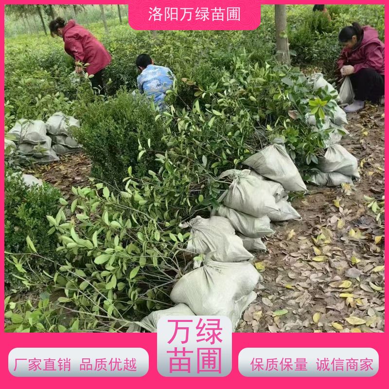 洛阳万绿苗圃 公园广场 50公分红叶石楠 绿化带种植 颜色鲜艳