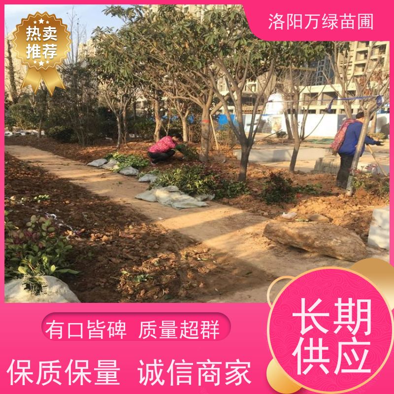 洛阳万绿苗圃 庭院别墅 50公分红叶石楠 道路两侧绿篱 颜色鲜艳