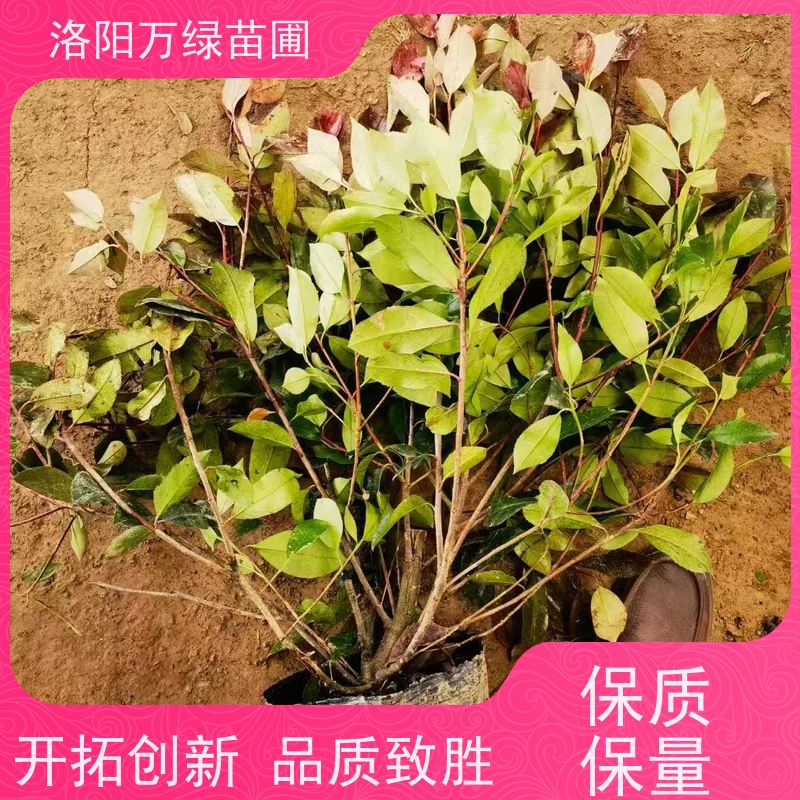 洛阳万绿苗圃 小区厂区 50公分红叶石楠 道路两侧绿篱 颜色鲜艳