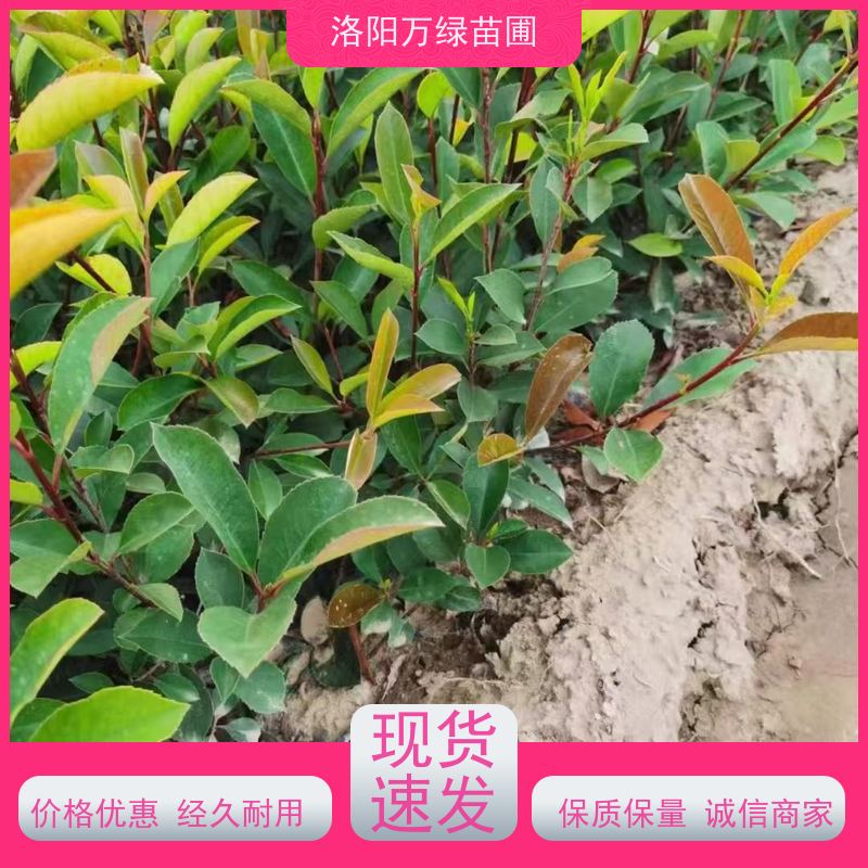 洛阳万绿苗圃 公园广场 30公分红叶石楠 绿篱色块种植 四季常绿