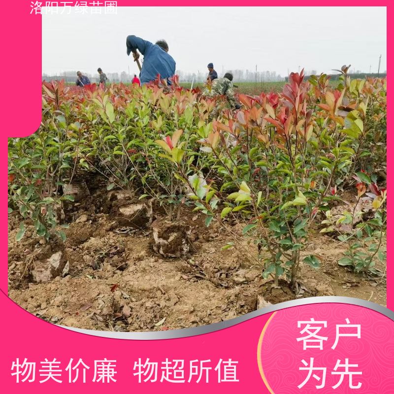 洛阳万绿苗圃 学校商场 50公分红叶石楠 道路两侧绿篱 四季常绿