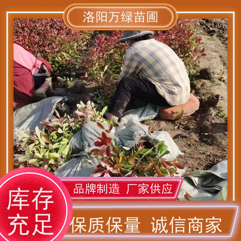 洛阳万绿苗圃 公园广场 30公分红叶石楠 养护简单 颜色鲜艳