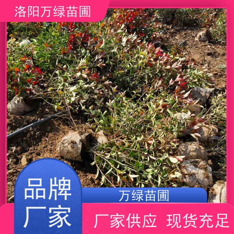 洛阳万绿苗圃 庭院别墅 30公分红叶石楠 道路两侧绿篱 红色叶子
