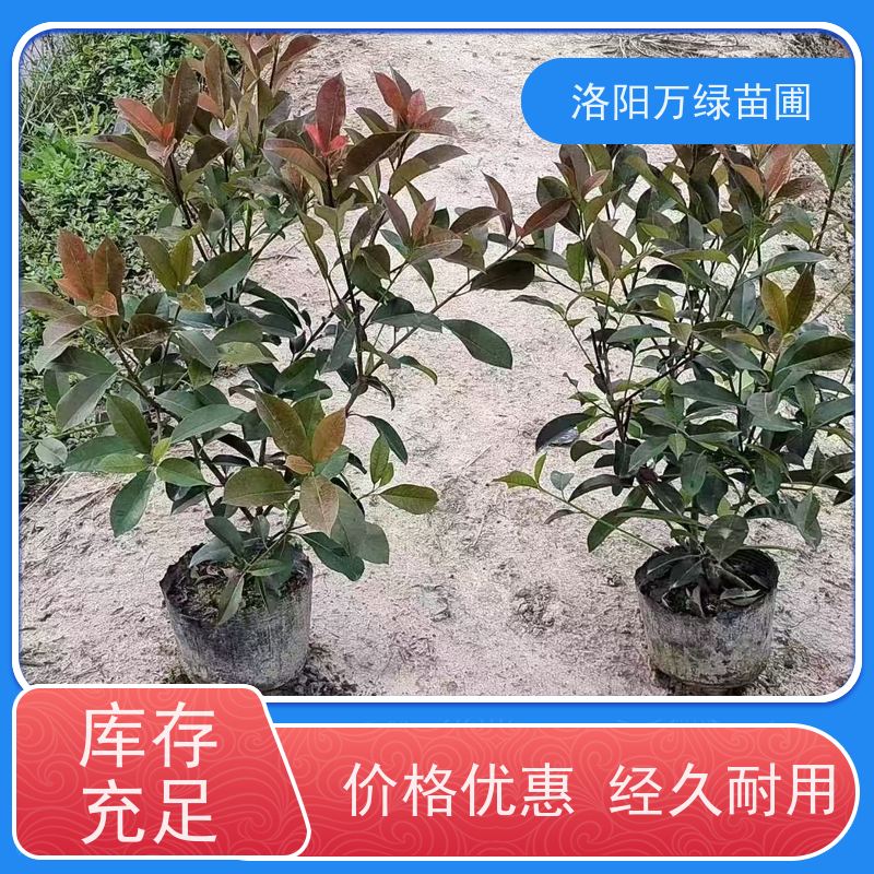 洛阳万绿苗圃 庭院别墅 50公分红叶石楠 道路两侧绿篱 红色叶子