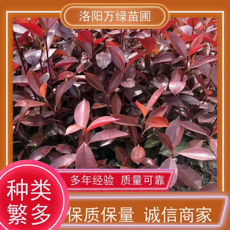 洛阳万绿苗圃 小区厂区 大桶红叶石楠 道路两侧绿篱 红色叶子