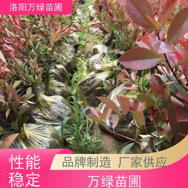 洛阳万绿苗圃 工厂道路 30公分红叶石楠 养护简单 颜色鲜艳
