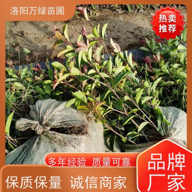 洛阳万绿苗圃 公园广场 50公分红叶石楠 绿化带种植 红色叶子