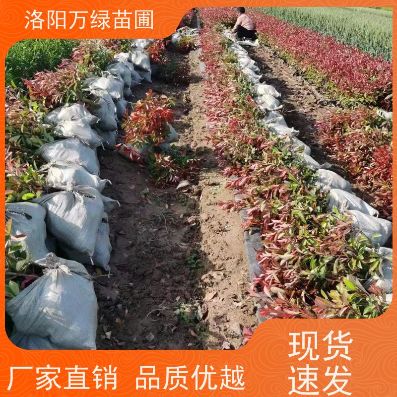 洛阳万绿苗圃 公园广场 30公分红叶石楠 道路两侧绿篱 四季常绿