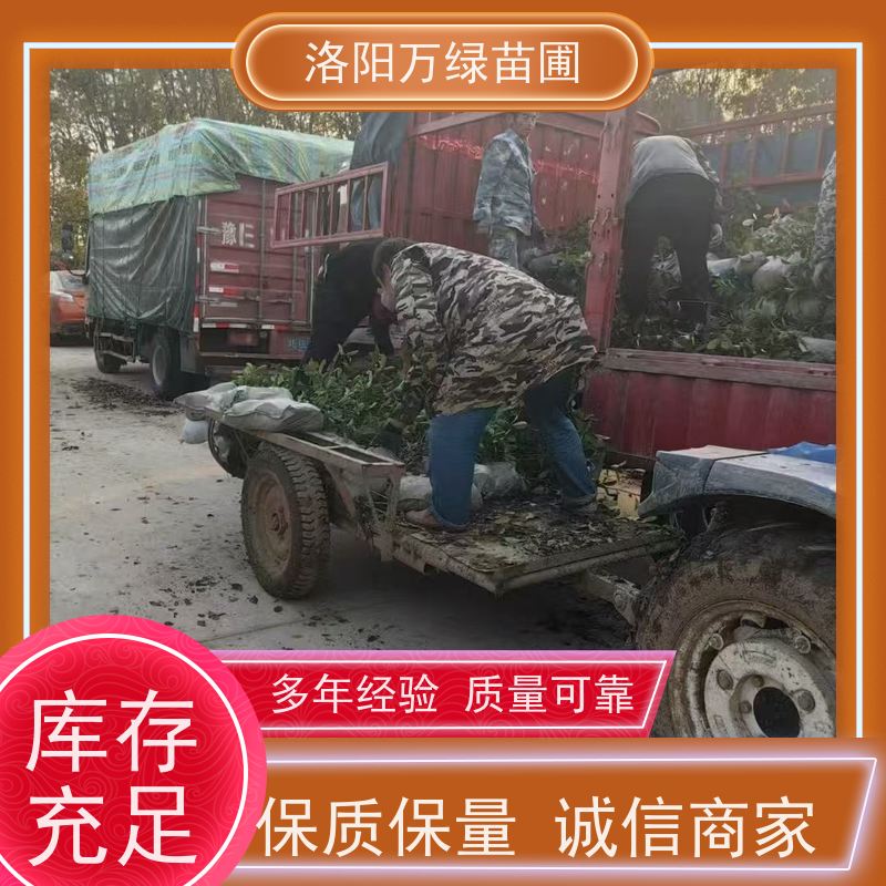 洛阳万绿苗圃 工厂道路 50公分红叶石楠 绿篱色块种植 红色叶子