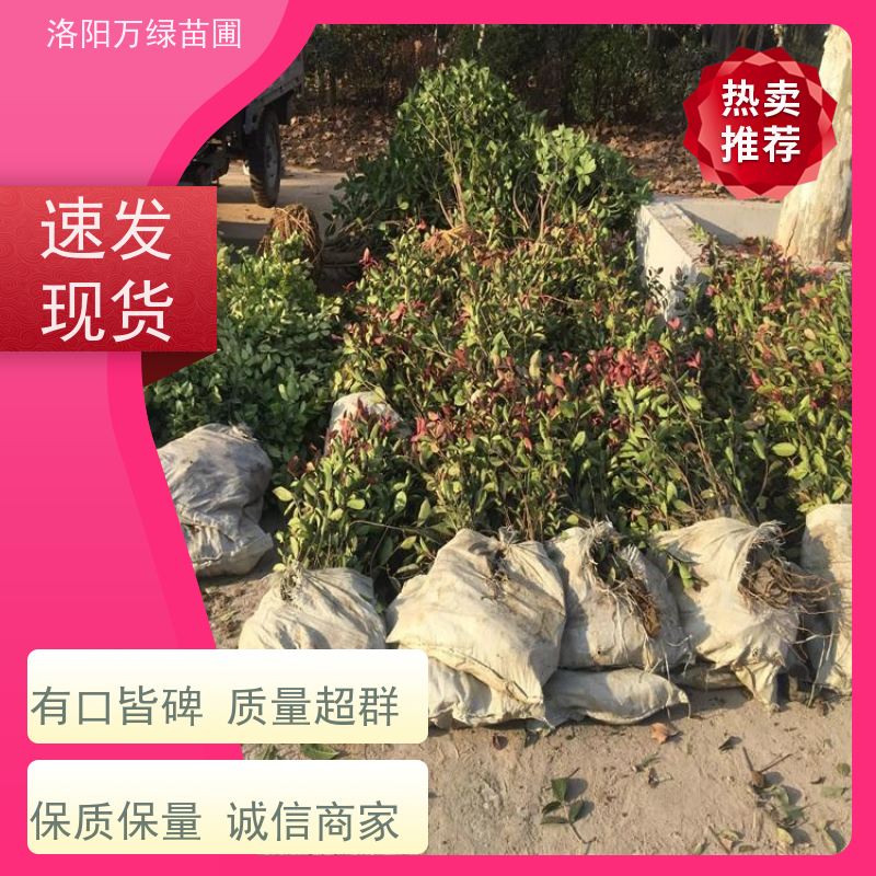 洛阳万绿苗圃 公园广场 30公分红叶石楠 绿篱色块种植 红色叶子