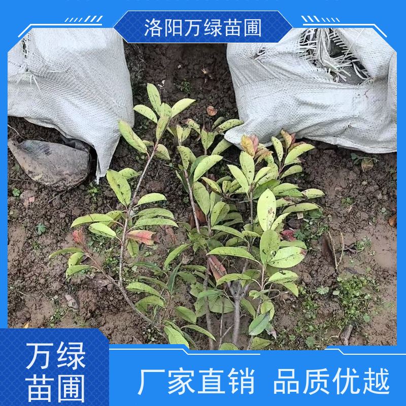 洛阳万绿苗圃 学校商场 30公分红叶石楠 养护简单 红色叶子