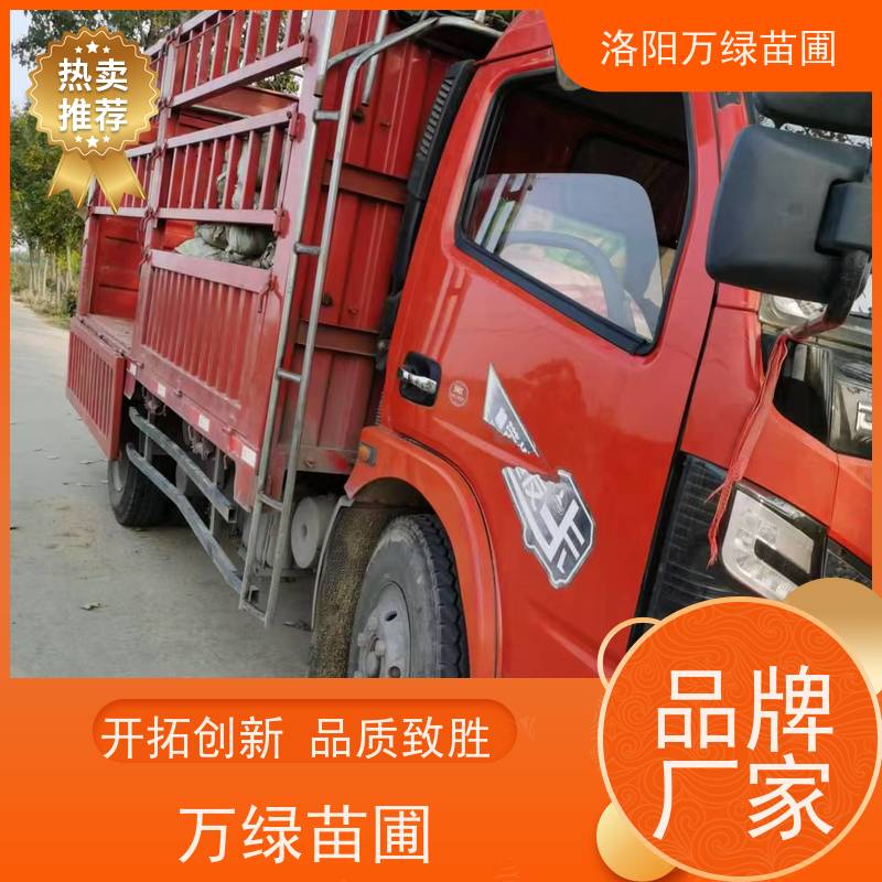 洛阳万绿苗圃 公园广场 50公分红叶石楠 绿篱色块种植 红色叶子