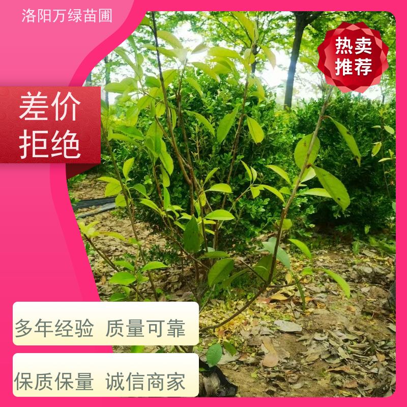 洛阳万绿苗圃 公园广场 50公分红叶石楠 绿篱色块种植 四季常绿