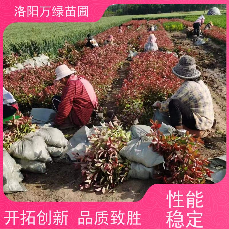 洛阳万绿苗圃 工厂道路 50公分红叶石楠 绿化带种植 四季常绿