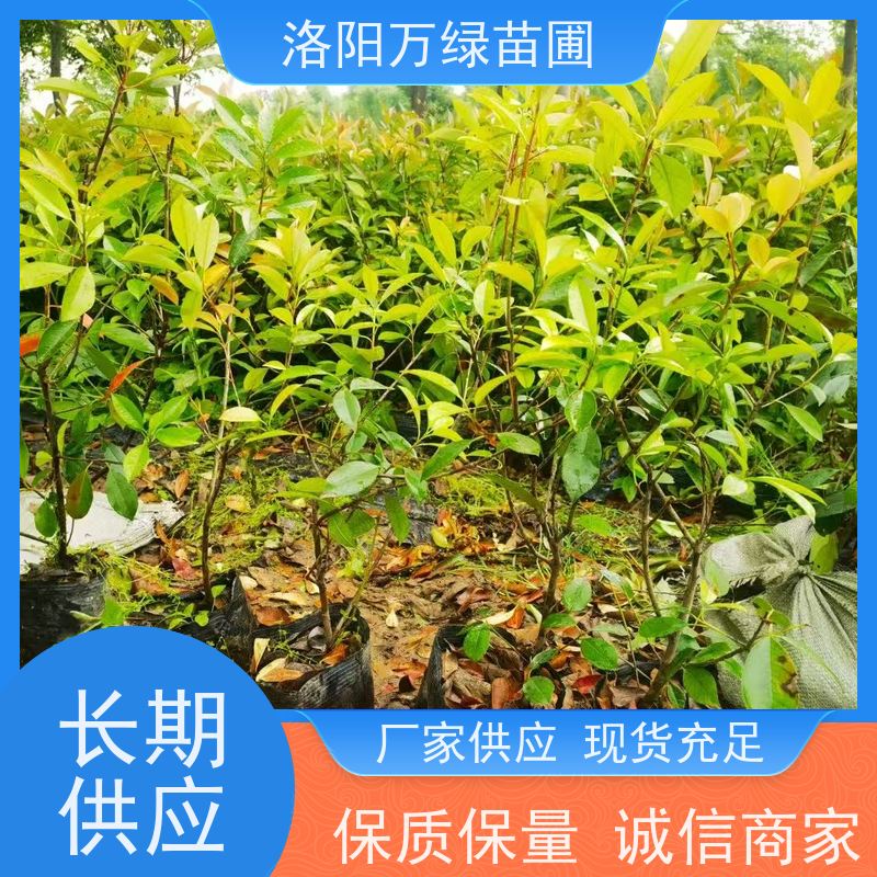 洛阳万绿苗圃 工厂道路 30公分红叶石楠 绿化带种植 红色叶子
