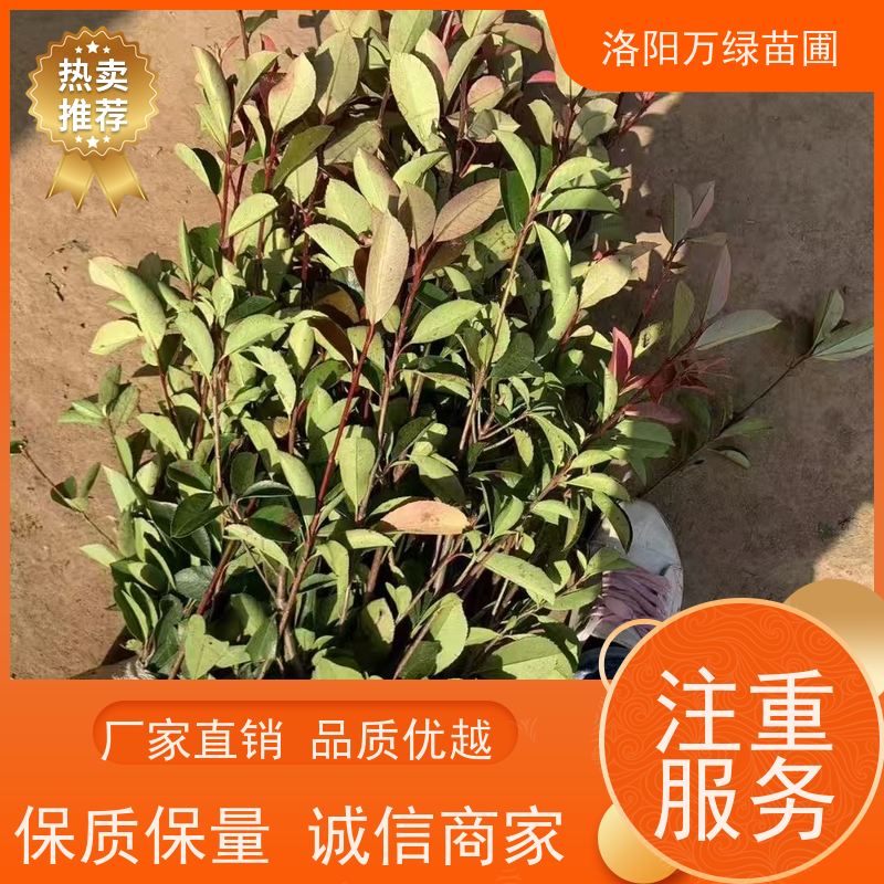 洛阳万绿苗圃 学校商场 50公分红叶石楠 绿篱色块种植 颜色鲜艳