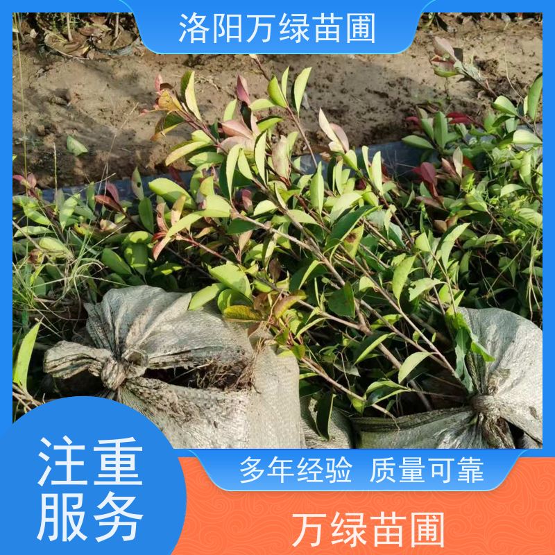 洛阳万绿苗圃 庭院别墅 30公分红叶石楠 绿化带种植 红色叶子