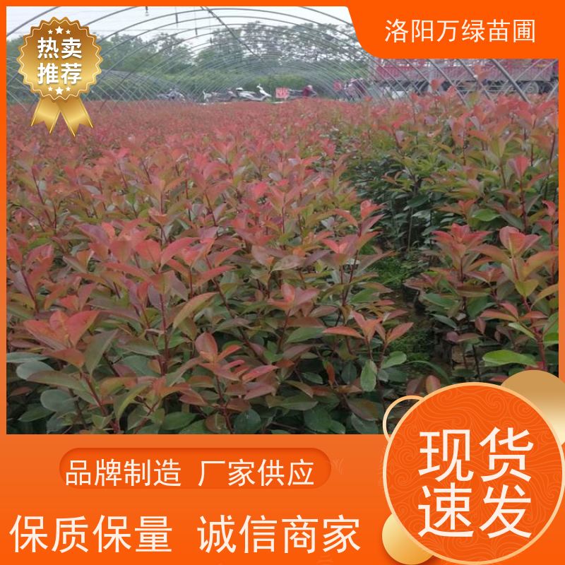 洛阳万绿苗圃 庭院别墅 30公分红叶石楠 养护简单 四季常绿