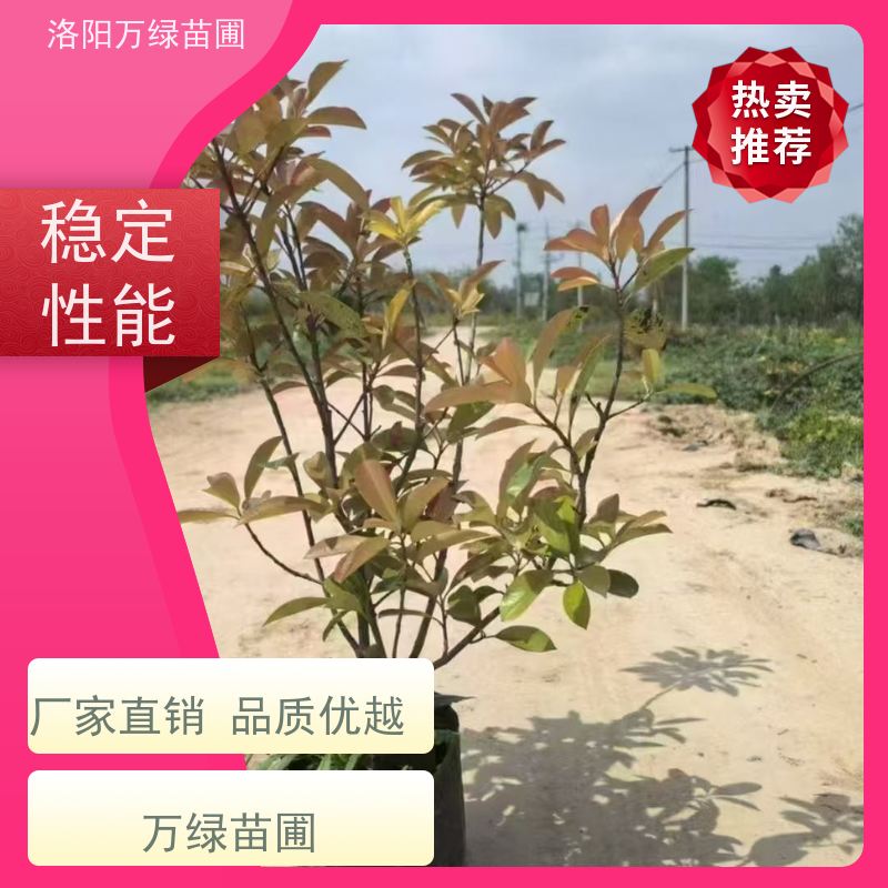 洛阳万绿苗圃 小区厂区 50公分红叶石楠 绿篱色块种植 四季常绿