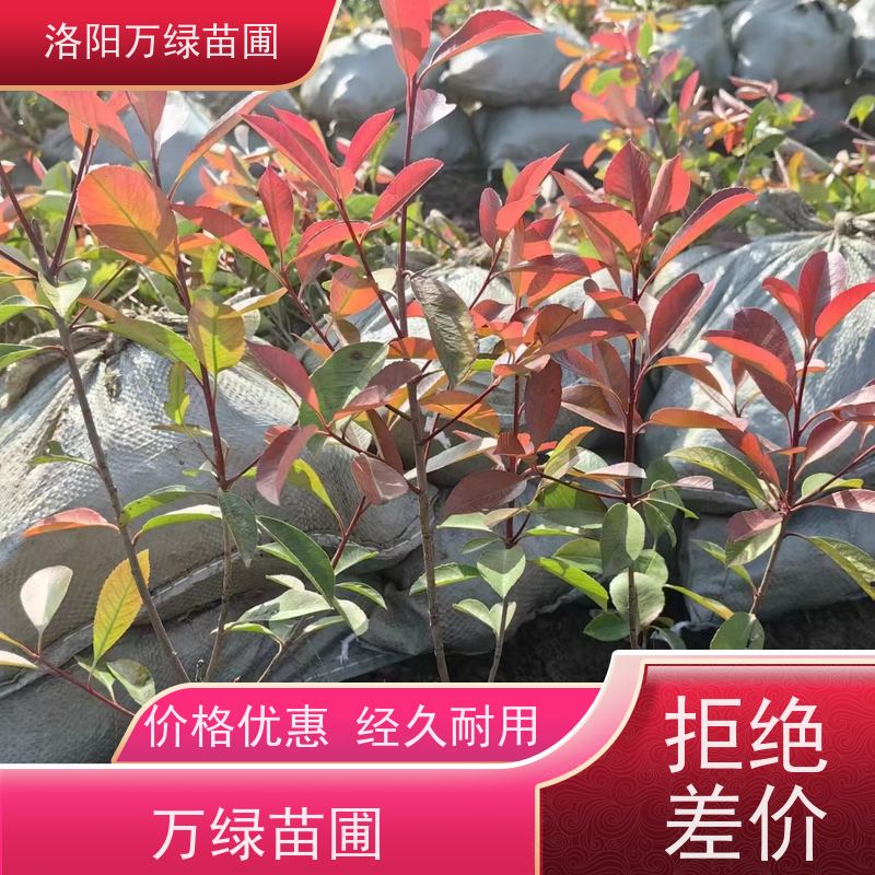 洛阳万绿苗圃 工厂道路 30公分红叶石楠 绿化带种植 四季常绿