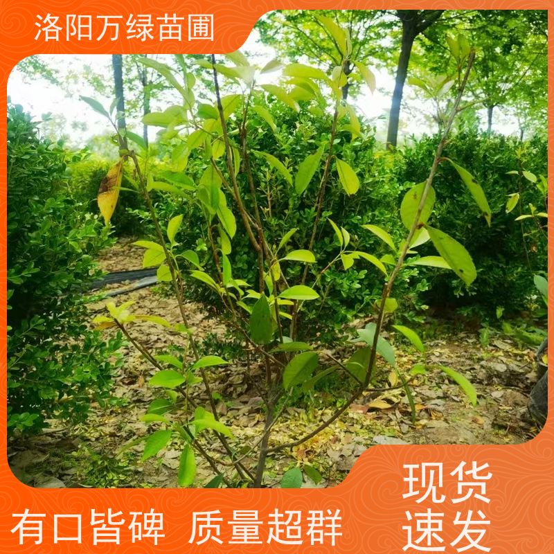 洛阳万绿苗圃 公园广场 30公分红叶石楠 绿化带种植 四季常绿