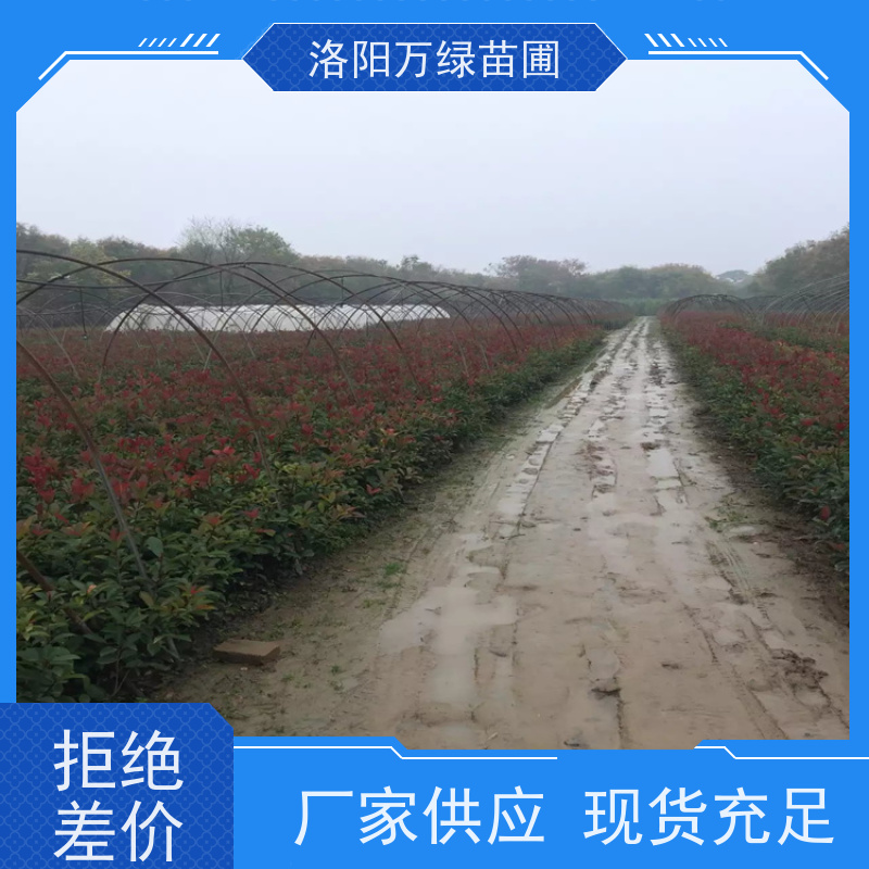 洛阳万绿苗圃 庭院别墅 30公分红叶石楠 养护简单 红色叶子