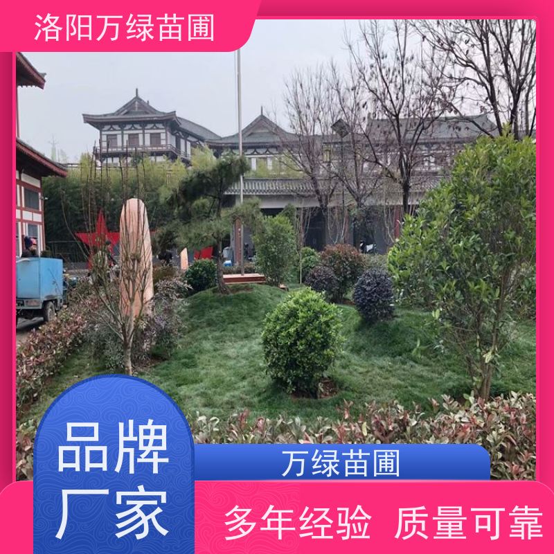 洛阳万绿苗圃 学校商场 50公分红叶石楠 绿篱色块种植 红色叶子