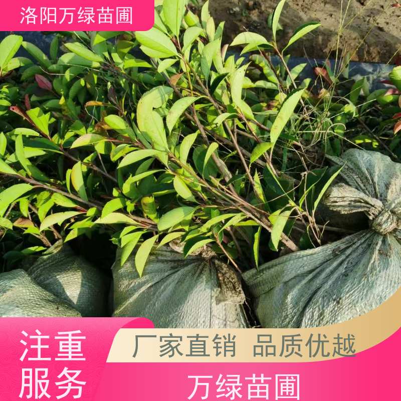 洛阳万绿苗圃 学校商场 50公分红叶石楠 绿篱色块种植 四季常绿