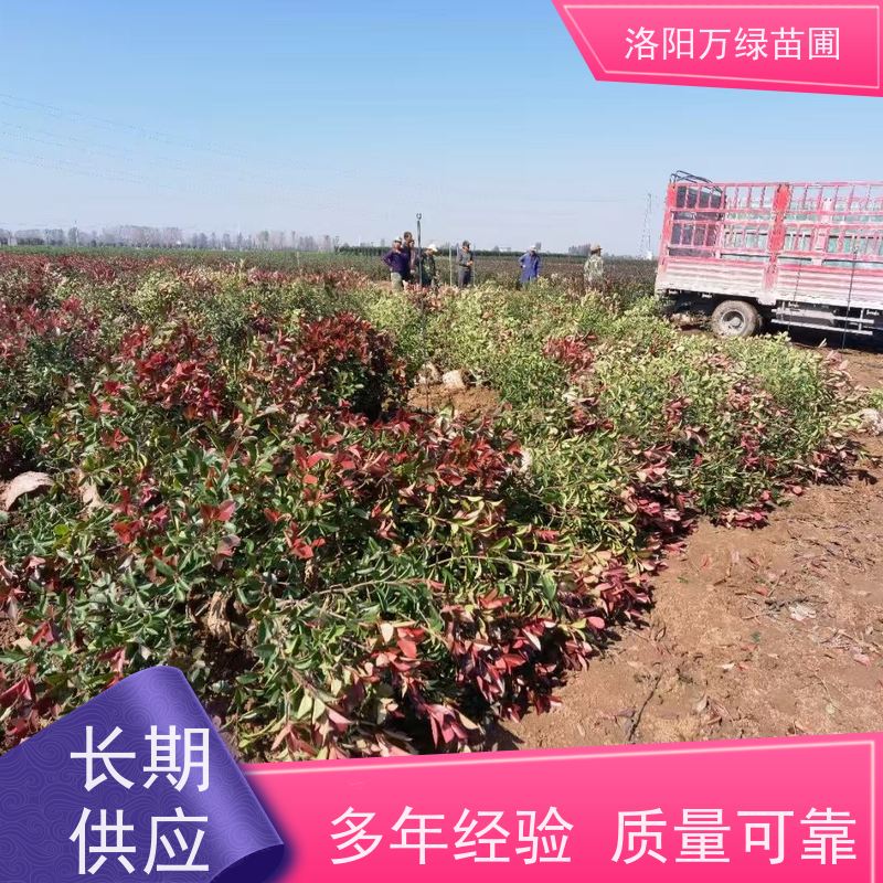 洛阳万绿苗圃 学校商场 30公分红叶石楠 道路两侧绿篱 红色叶子