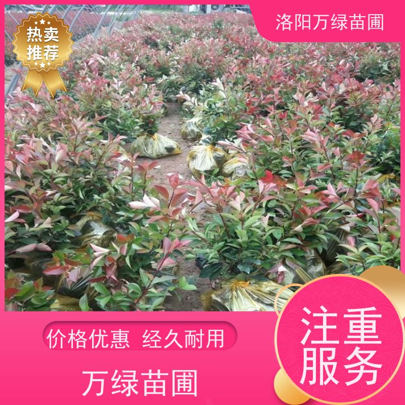 洛阳万绿苗圃 小区厂区 30公分红叶石楠 道路两侧绿篱 红色叶子