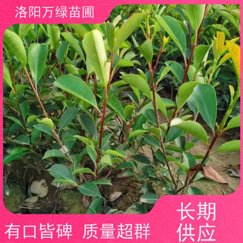 洛阳万绿苗圃 庭院别墅 50公分红叶石楠 绿篱色块种植 红色叶子