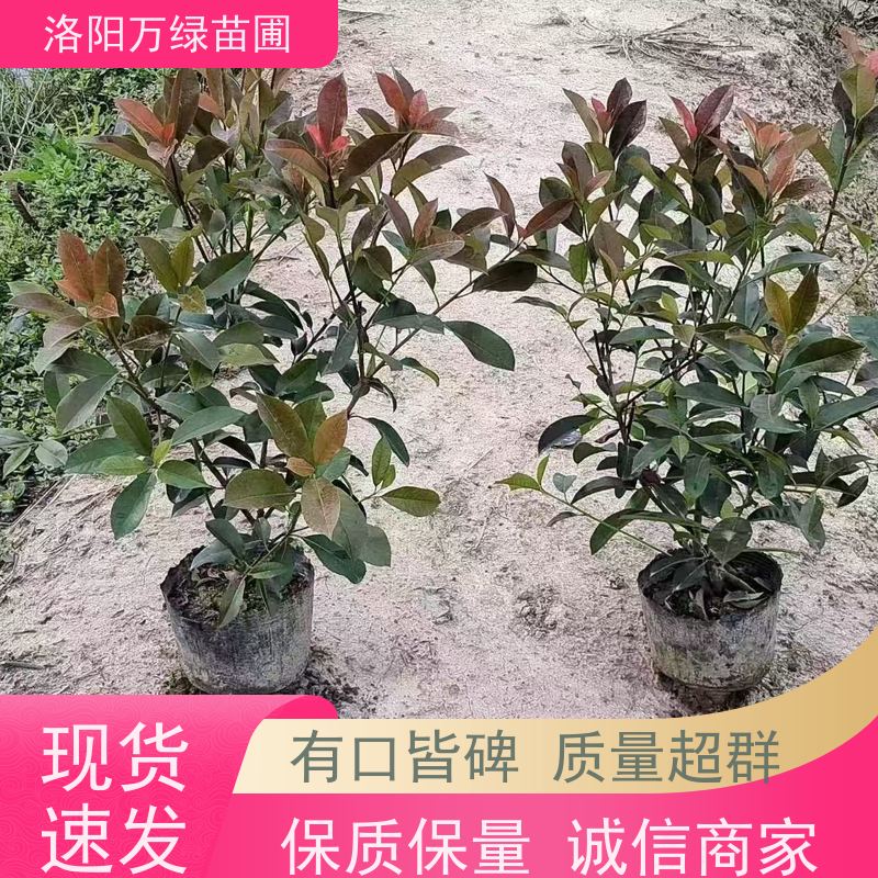 洛阳万绿苗圃 学校商场 30公分红叶石楠 道路两侧绿篱 四季常绿