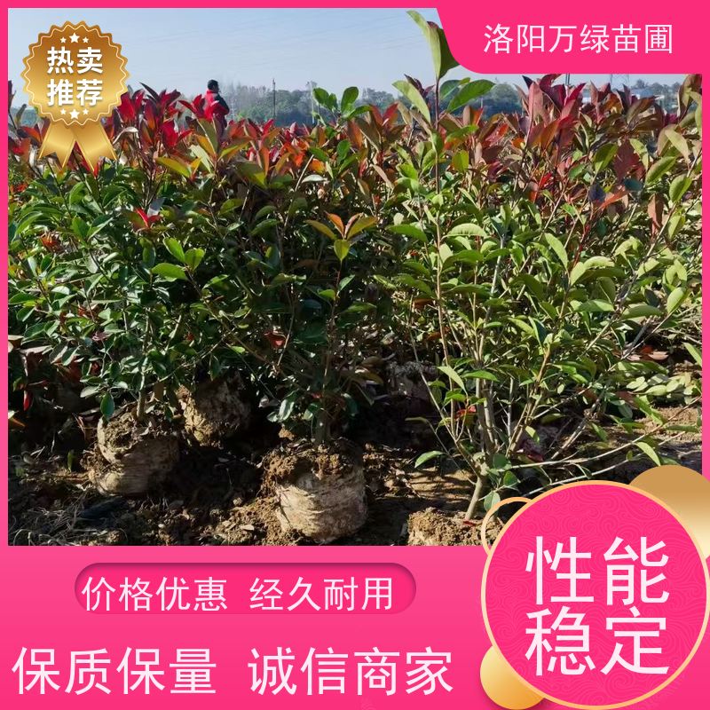 洛阳万绿苗圃 公园广场 50公分红叶石楠 养护简单 红色叶子