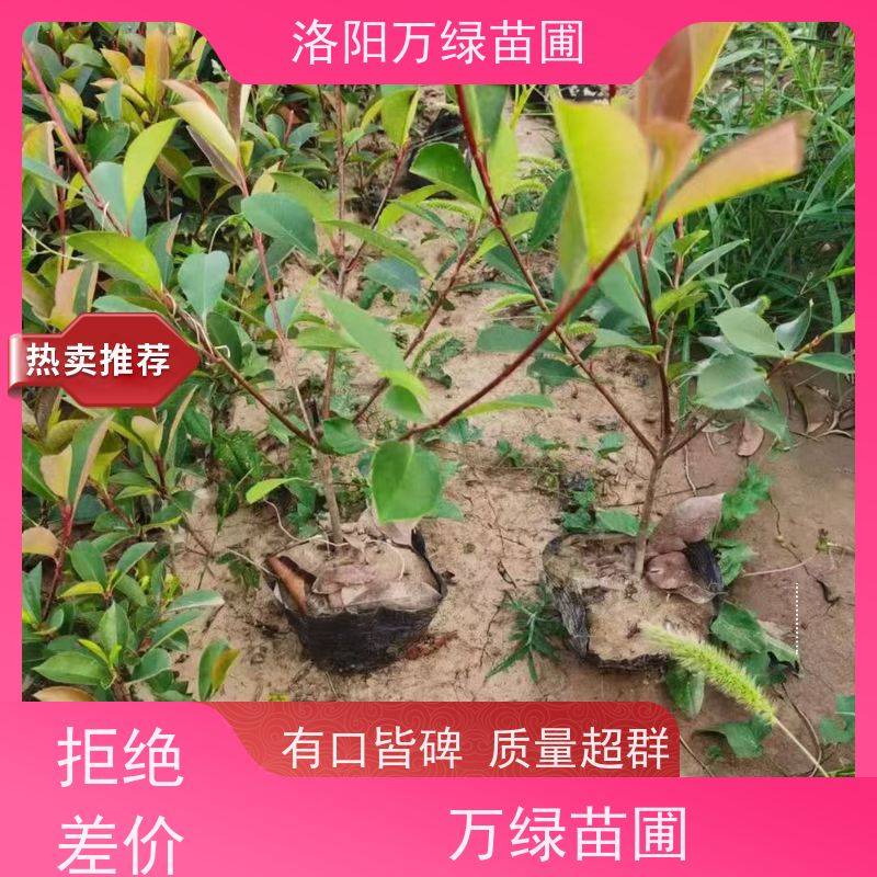 洛阳万绿苗圃 小区厂区 30公分红叶石楠 道路两侧绿篱 四季常绿