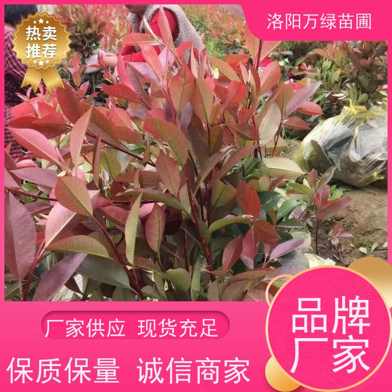 洛阳万绿苗圃 小区厂区 50公分红叶石楠 绿化带种植 红色叶子