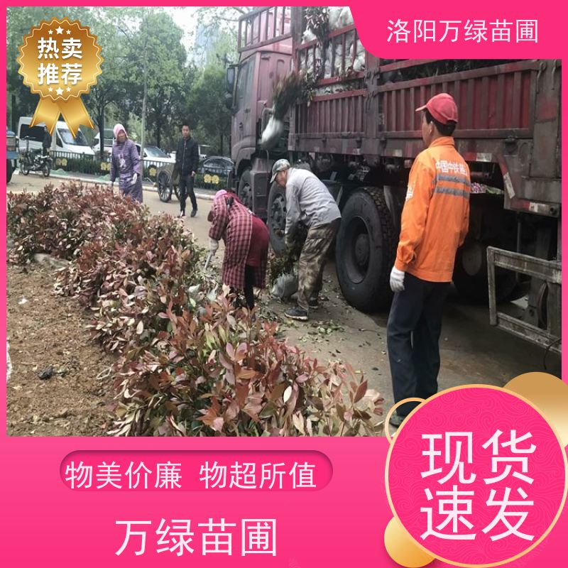 洛阳万绿苗圃 工厂道路 50公分红叶石楠 养护简单 红色叶子