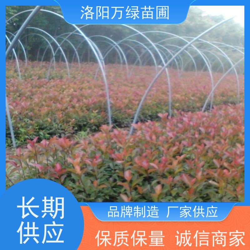 洛阳万绿苗圃 工厂道路 50公分红叶石楠 养护简单 四季常绿