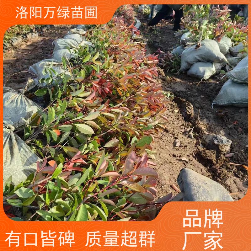 洛阳万绿苗圃 小区厂区 50公分红叶石楠 绿化带种植 四季常绿