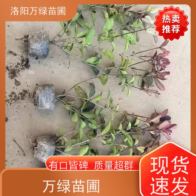 洛阳万绿苗圃 小区厂区 30公分红叶石楠 绿篱色块种植 颜色鲜艳