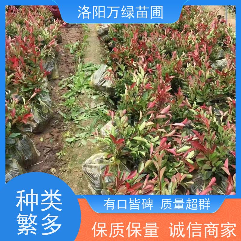 洛阳万绿苗圃 学校商场 30公分红叶石楠 绿化带种植 颜色鲜艳