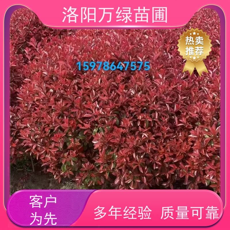 洛阳万绿苗圃 学校商场 50公分红叶石楠 道路两侧绿篱 颜色鲜艳