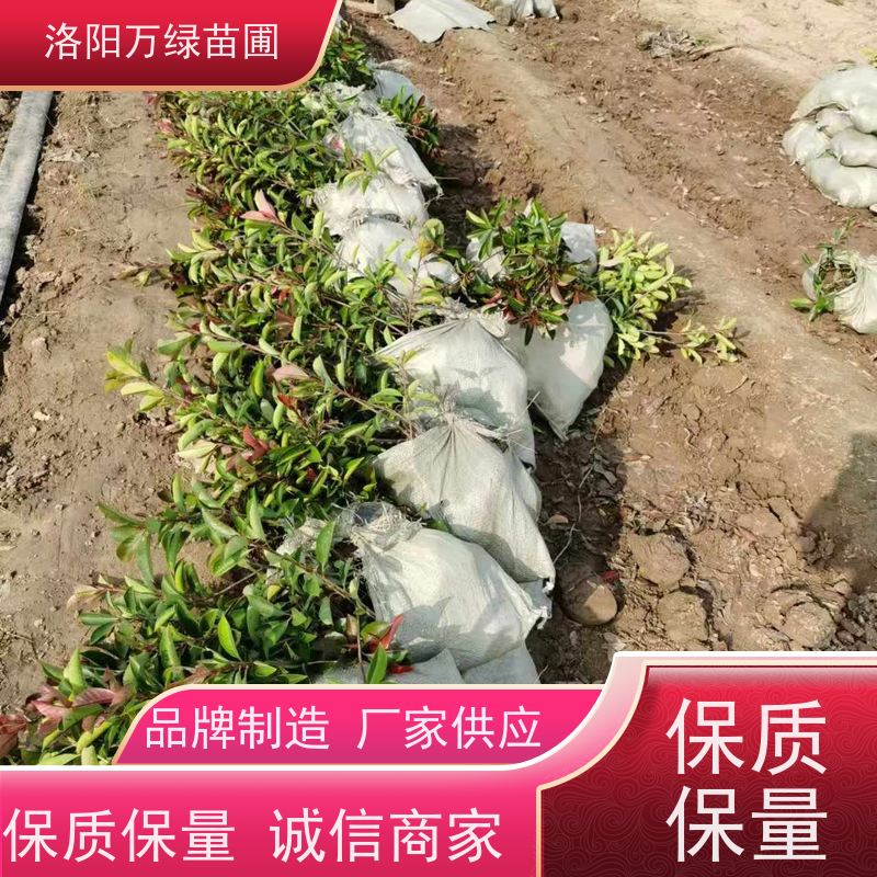 洛阳万绿苗圃 公园广场 50公分红叶石楠 绿篱色块种植 颜色鲜艳