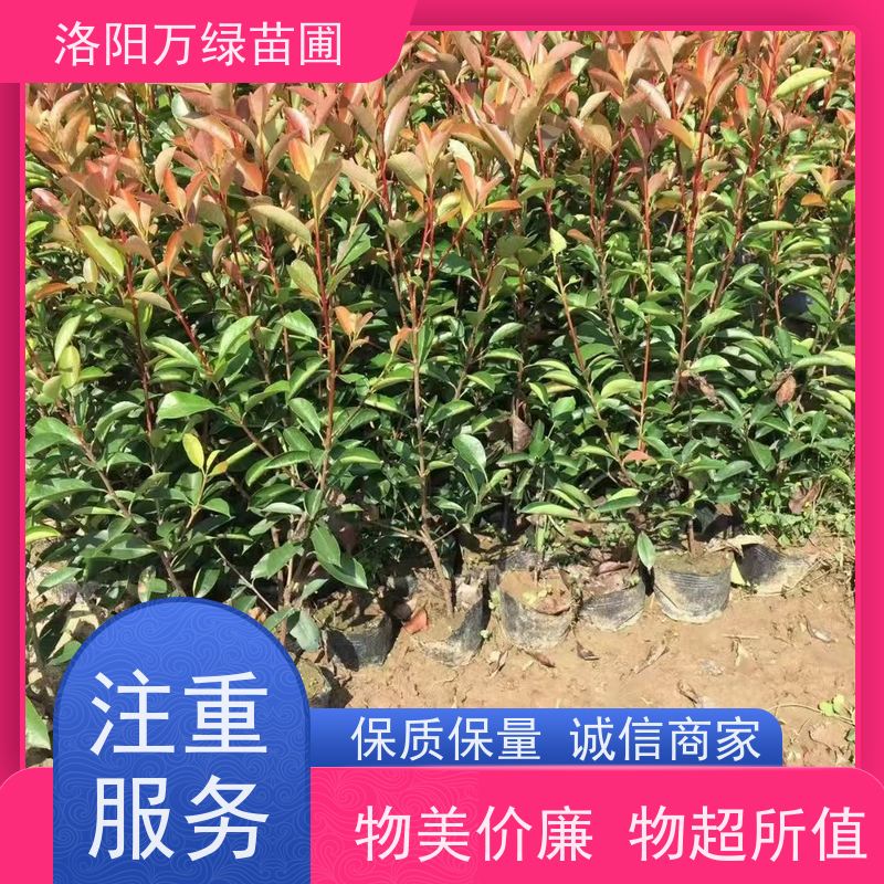 洛阳万绿苗圃 公园广场 30公分红叶石楠 绿化带种植 颜色鲜艳