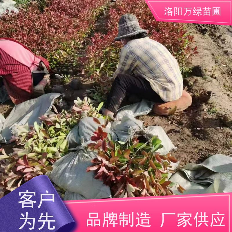 洛阳万绿苗圃 公园广场 50公分红叶石楠 道路两侧绿篱 红色叶子