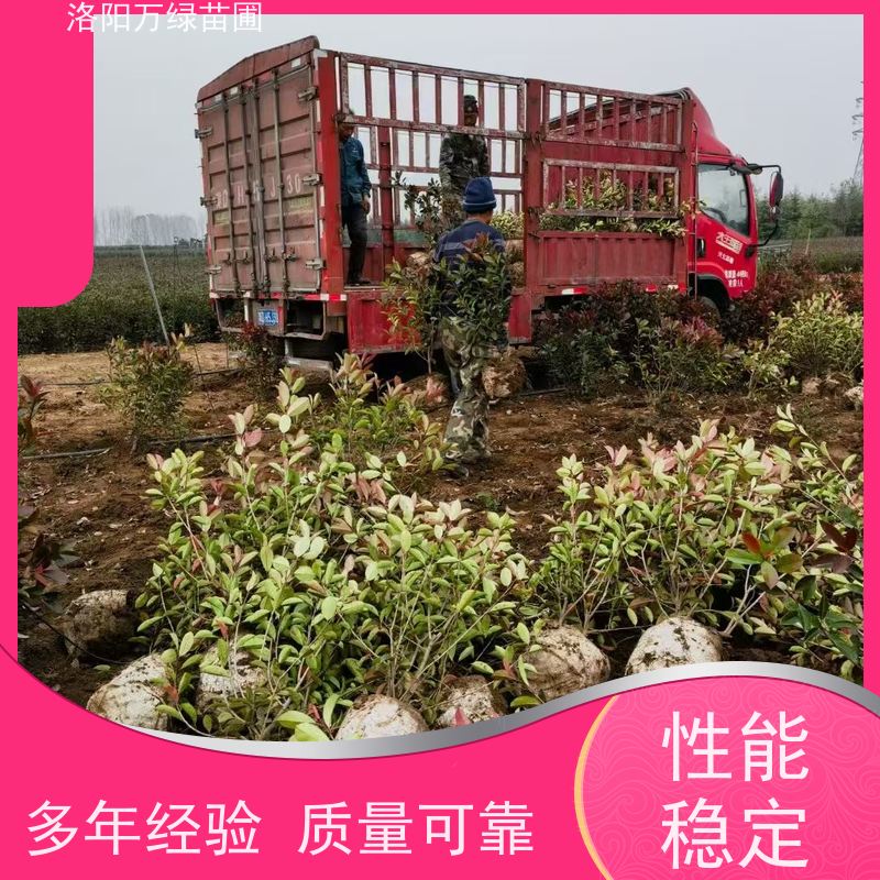 洛阳万绿苗圃 小区厂区 50公分红叶石楠 绿篱色块种植 颜色鲜艳