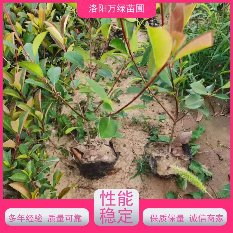 洛阳万绿苗圃 庭院别墅 50公分红叶石楠 绿篱色块种植 颜色鲜艳