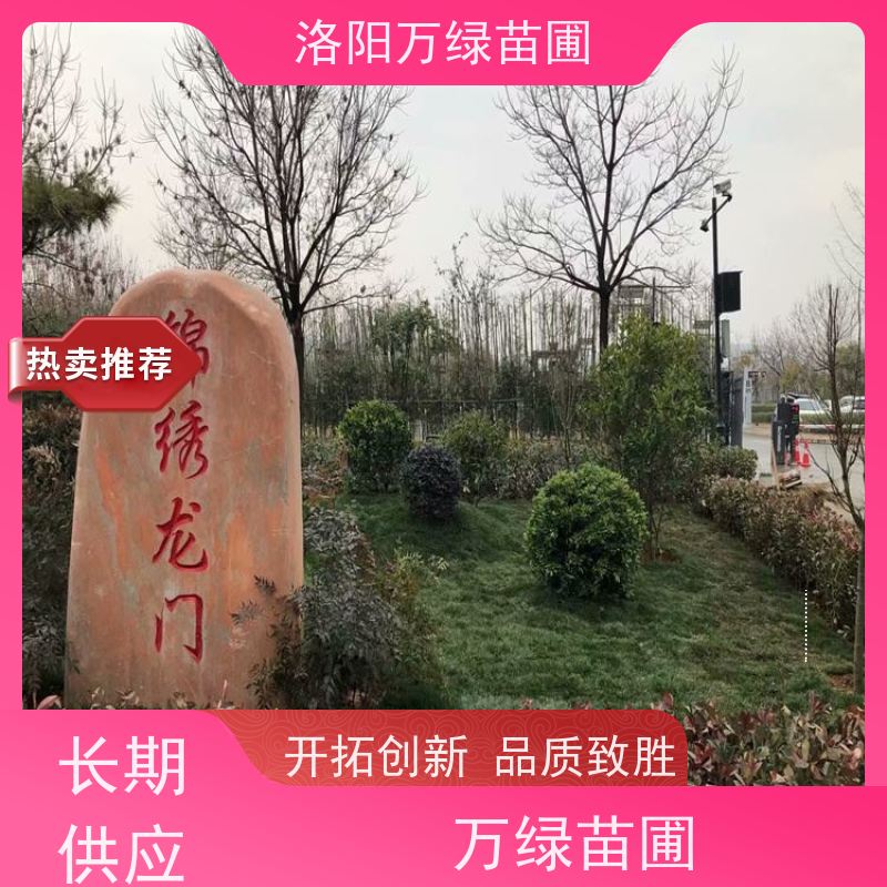 洛阳万绿苗圃 学校商场 50公分红叶石楠 养护简单 颜色鲜艳