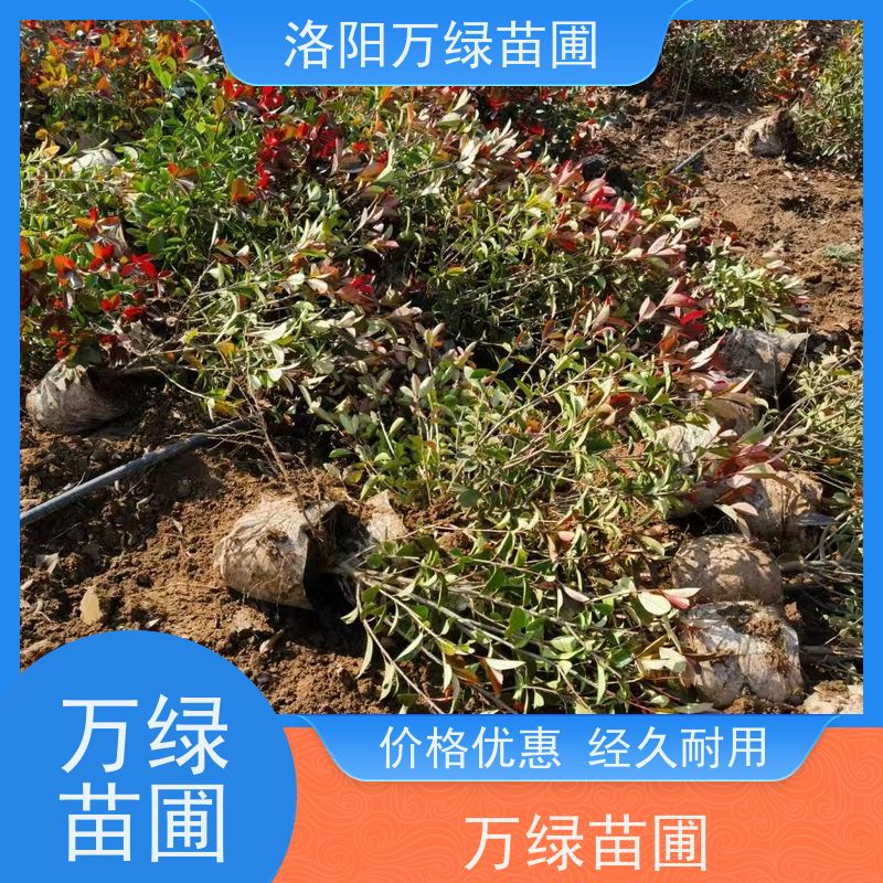 洛阳万绿苗圃 小区厂区 30公分红叶石楠 道路两侧绿篱 颜色鲜艳