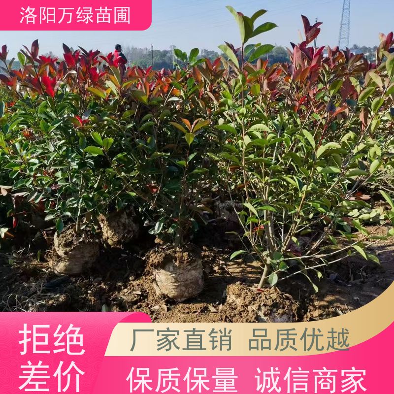 洛阳万绿苗圃 小区厂区 30公分红叶石楠 养护简单 红色叶子