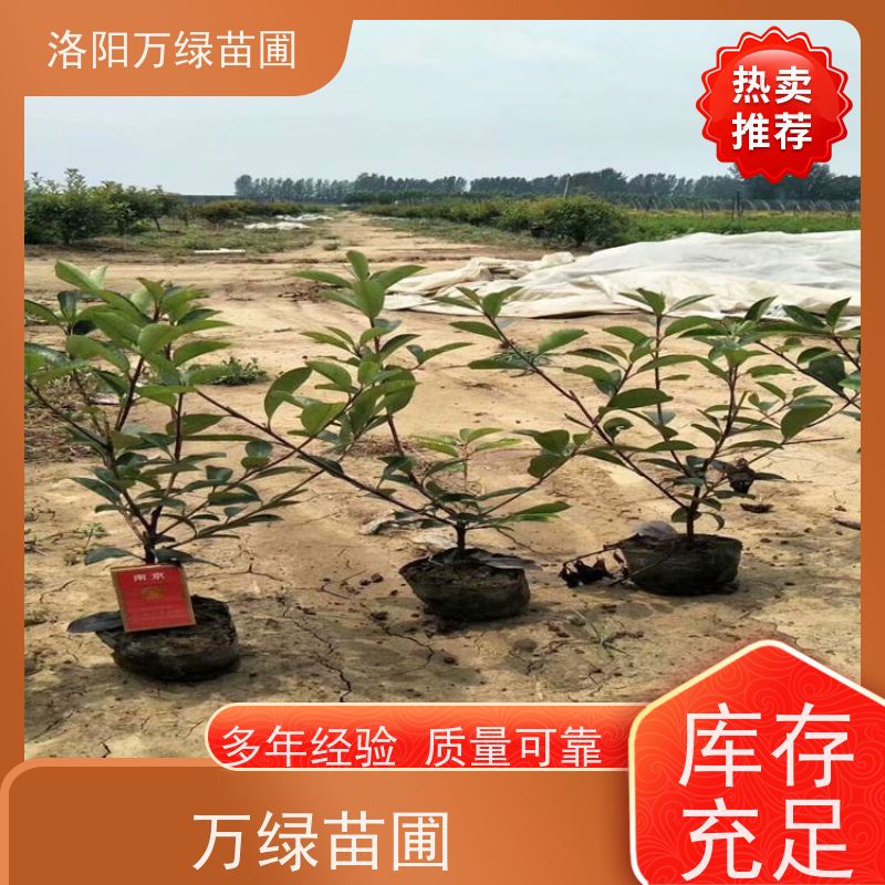 洛阳万绿苗圃 庭院别墅 30公分红叶石楠 养护简单 颜色鲜艳